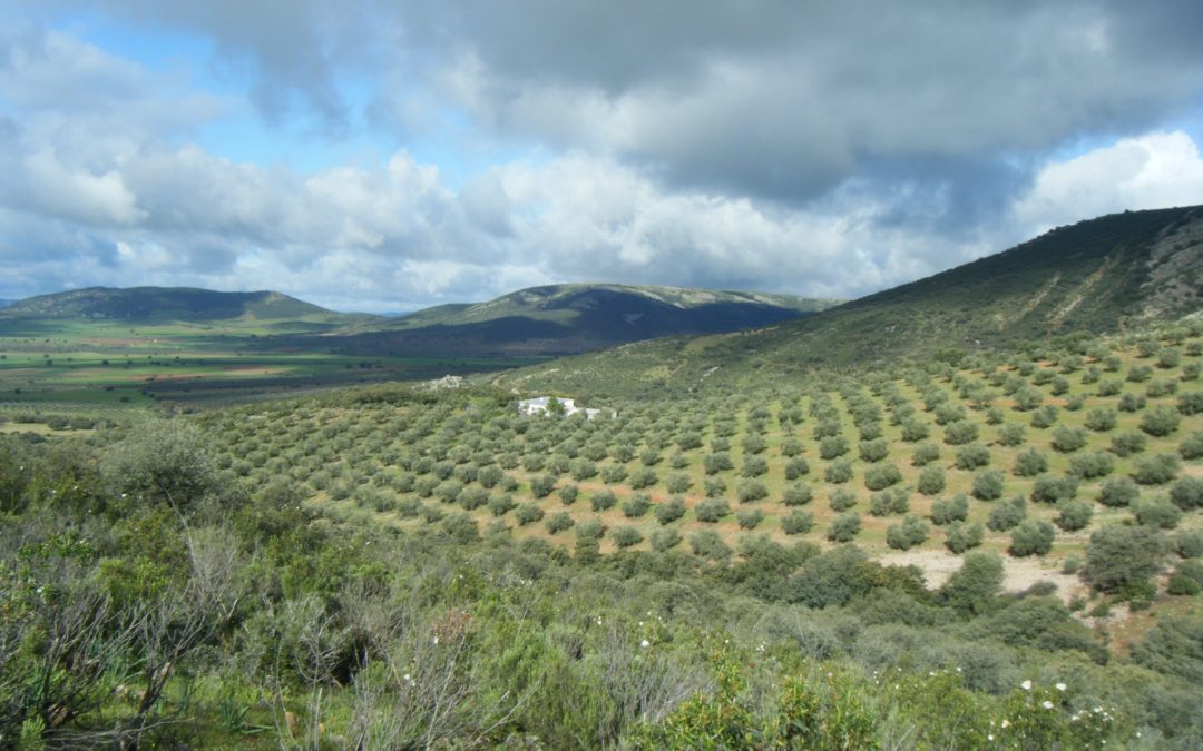 Huile d’olive bio en vrac vendredi 26 avril 2019